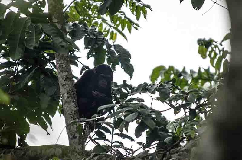 20 - Chimpance - parque nacional de Nyungwe - Ruanda